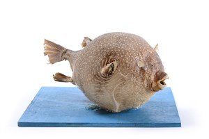 Image description is not available for 2009.5.1